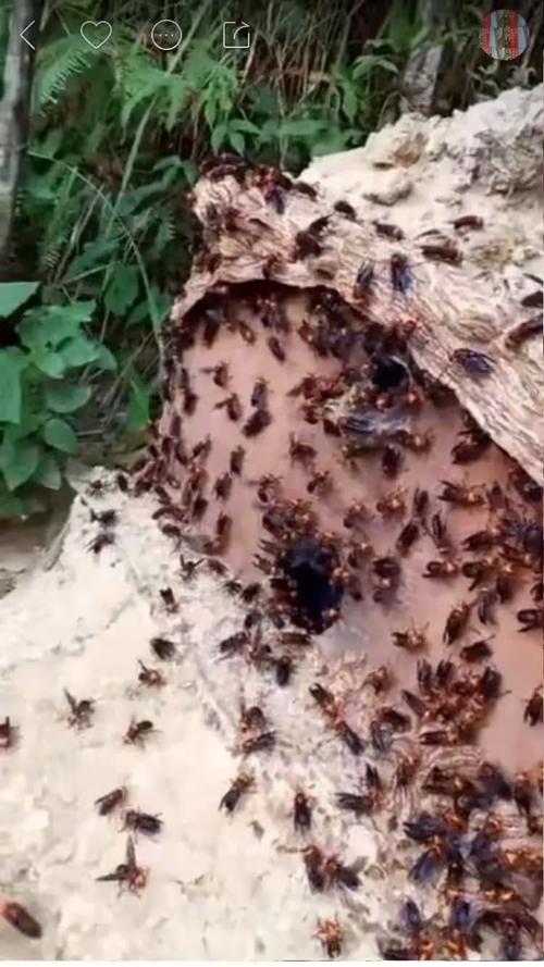 购买胡蜂养殖技术光盘-图2