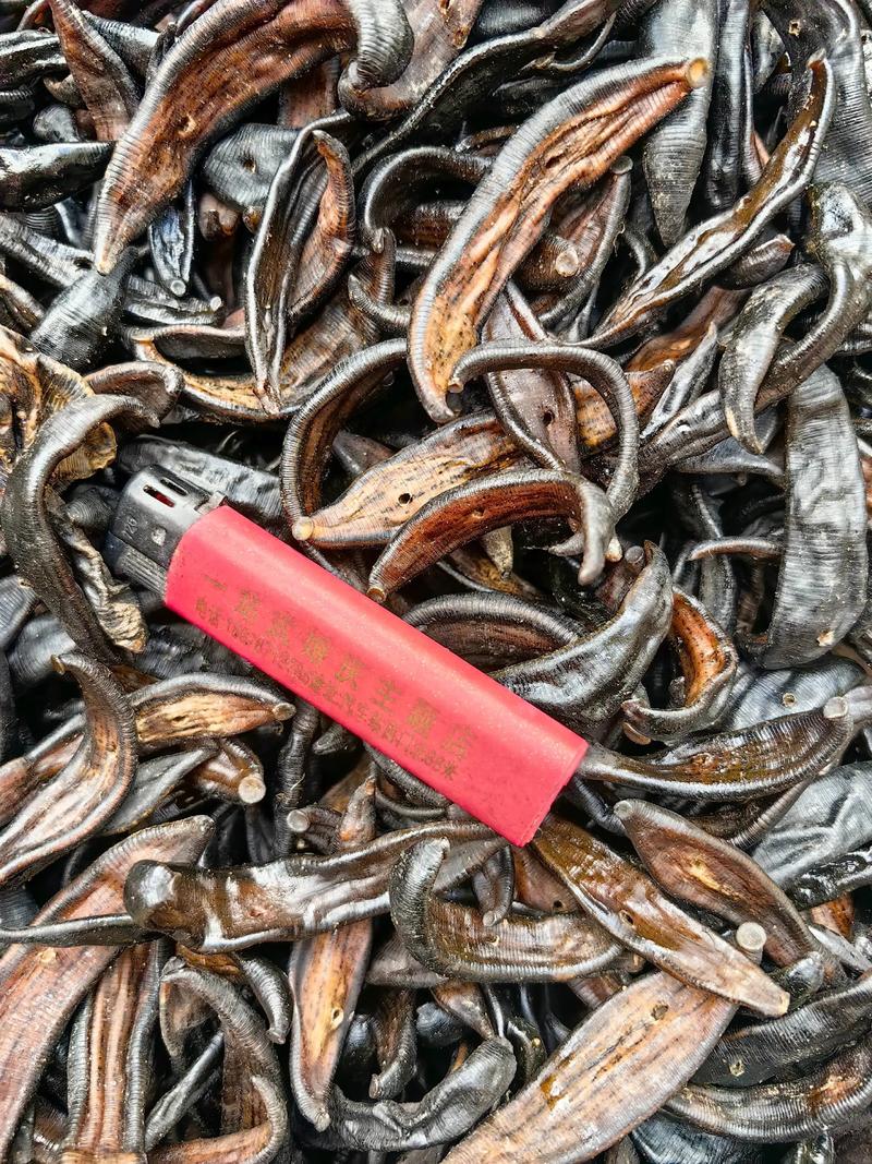 2025水蛭种苗价格会涨还是跌?-图1 2025水蛭种苗价格会涨还是跌?-图1