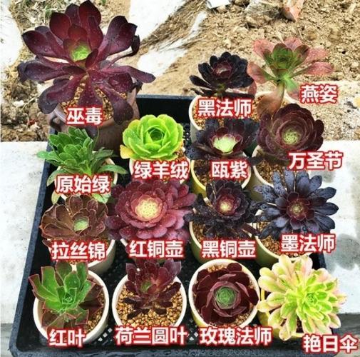 哪种多肉法师品种最好养?-图1 哪种多肉法师品种最好养?-图1