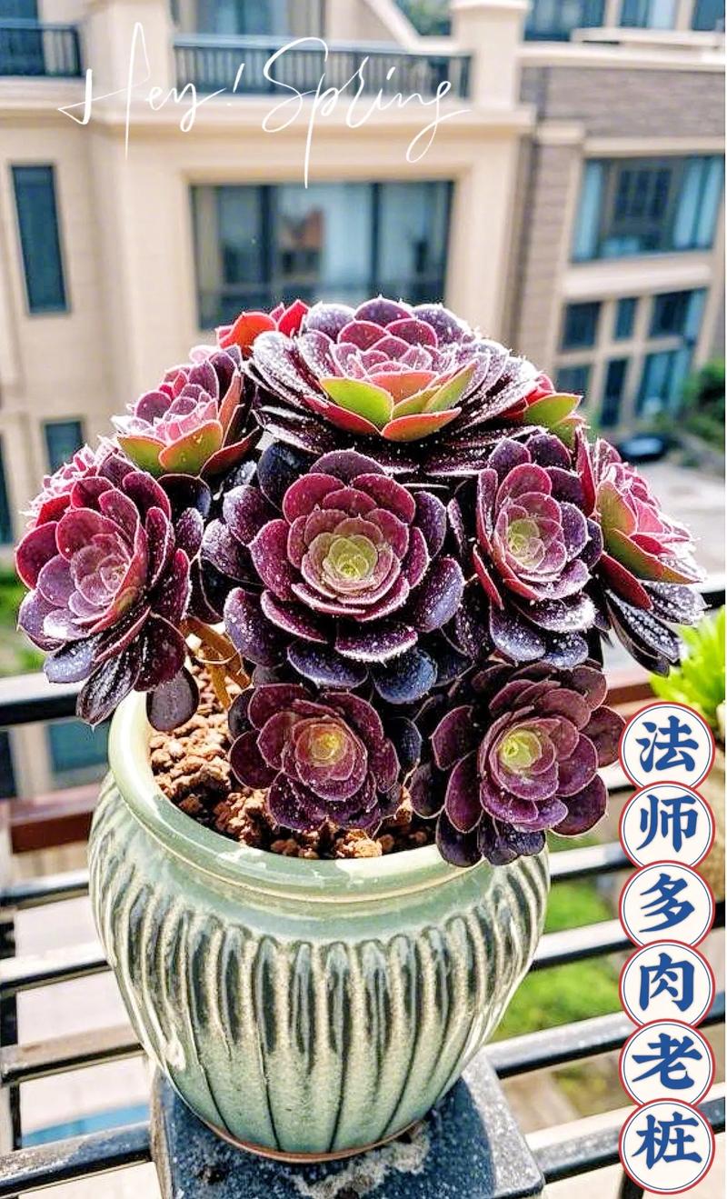 哪种多肉法师品种最好养?-图2 哪种多肉法师品种最好养?-图2