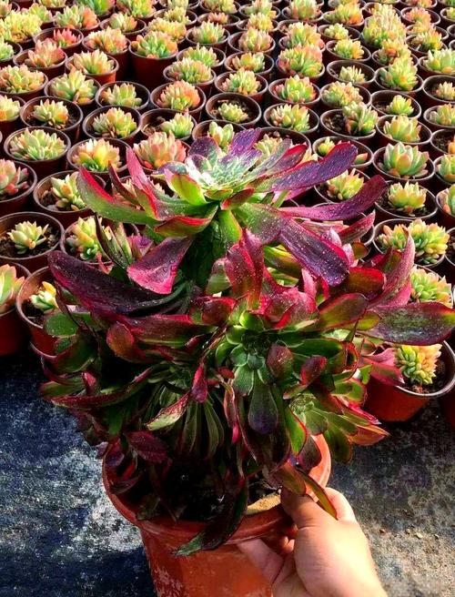 哪种多肉法师品种最好养?-图3 哪种多肉法师品种最好养?-图3