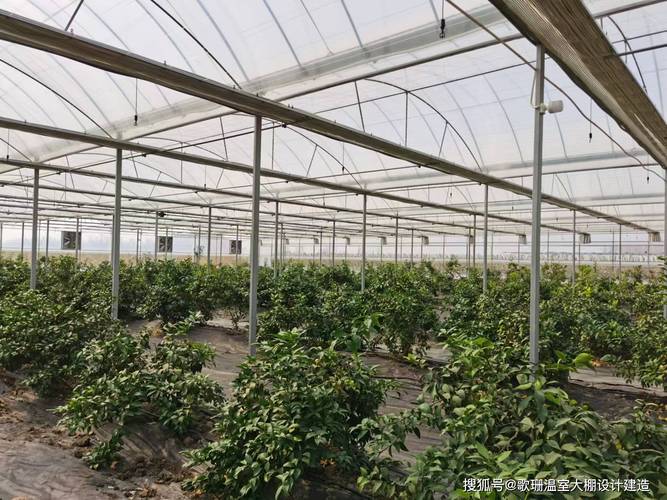大棚柑橘怎么种?视频教你关键技术!-图1 大棚柑橘怎么种?视频教你关键技术!-图1