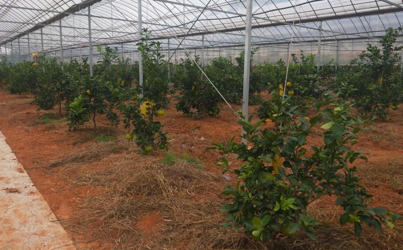 大棚柑橘怎么种?视频教你关键技术!-图2 大棚柑橘怎么种?视频教你关键技术!-图2