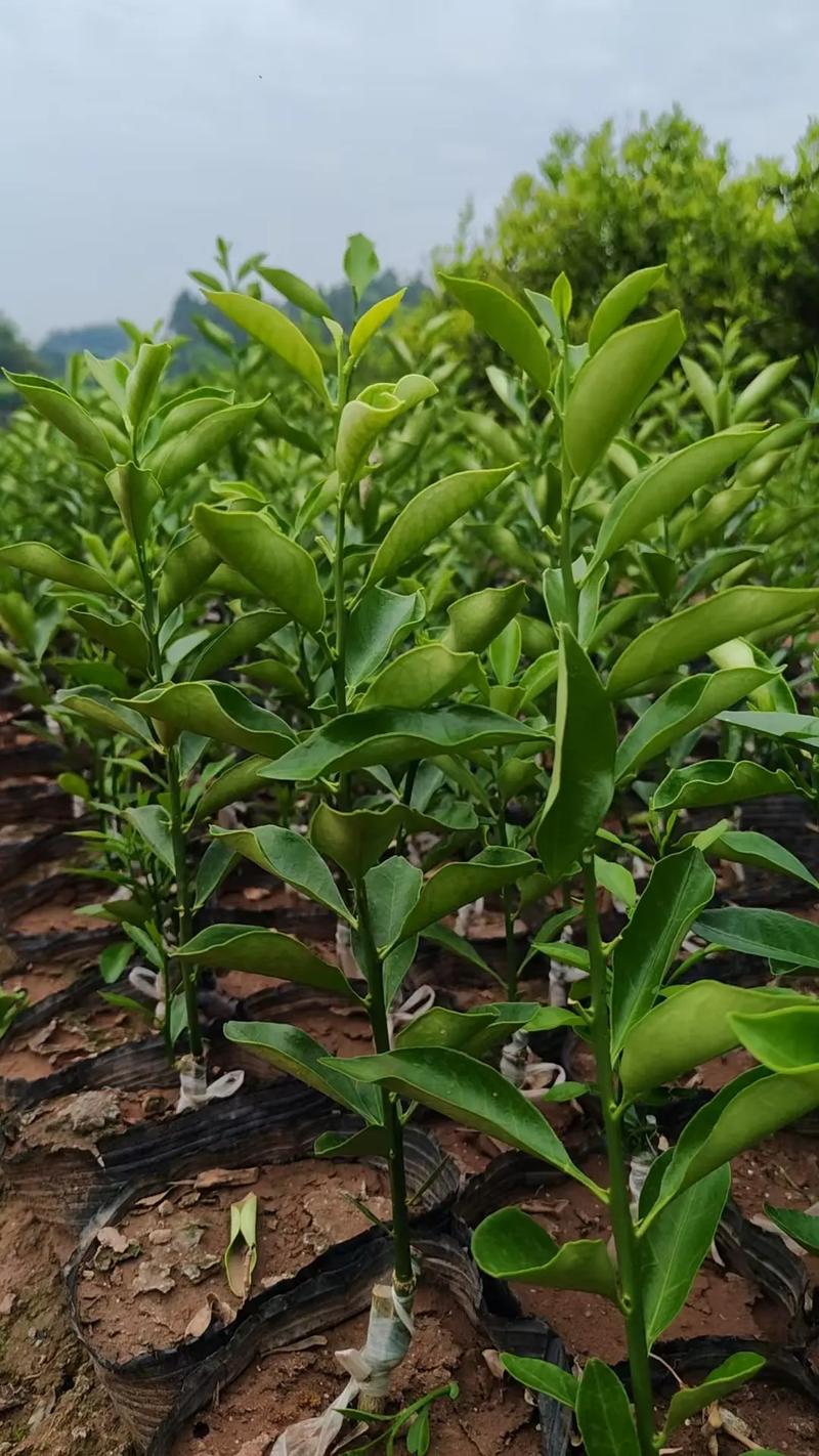 大棚柑橘怎么种?视频教你关键技术!-图3 大棚柑橘怎么种?视频教你关键技术!-图3