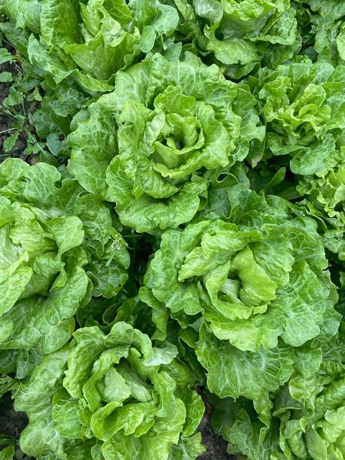 夏天叶菜有哪些品种？-图1