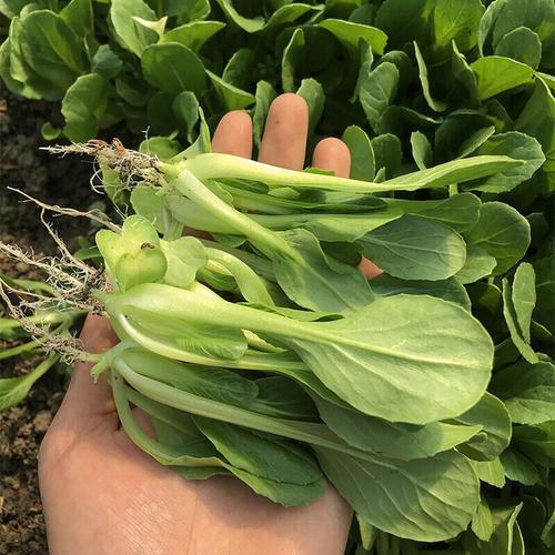 夏天叶菜有哪些品种？-图2