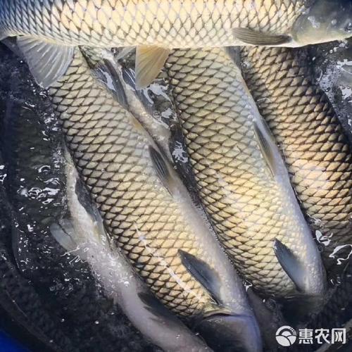 网箱养草鱼技术视频，新手怎么学？-图2