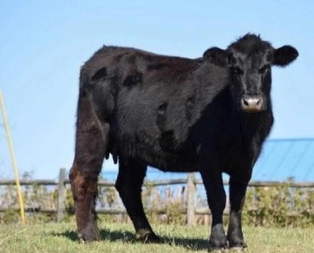 黑色和牛是牛的品种吗?-图1 黑色和牛是牛的品种吗?-图1