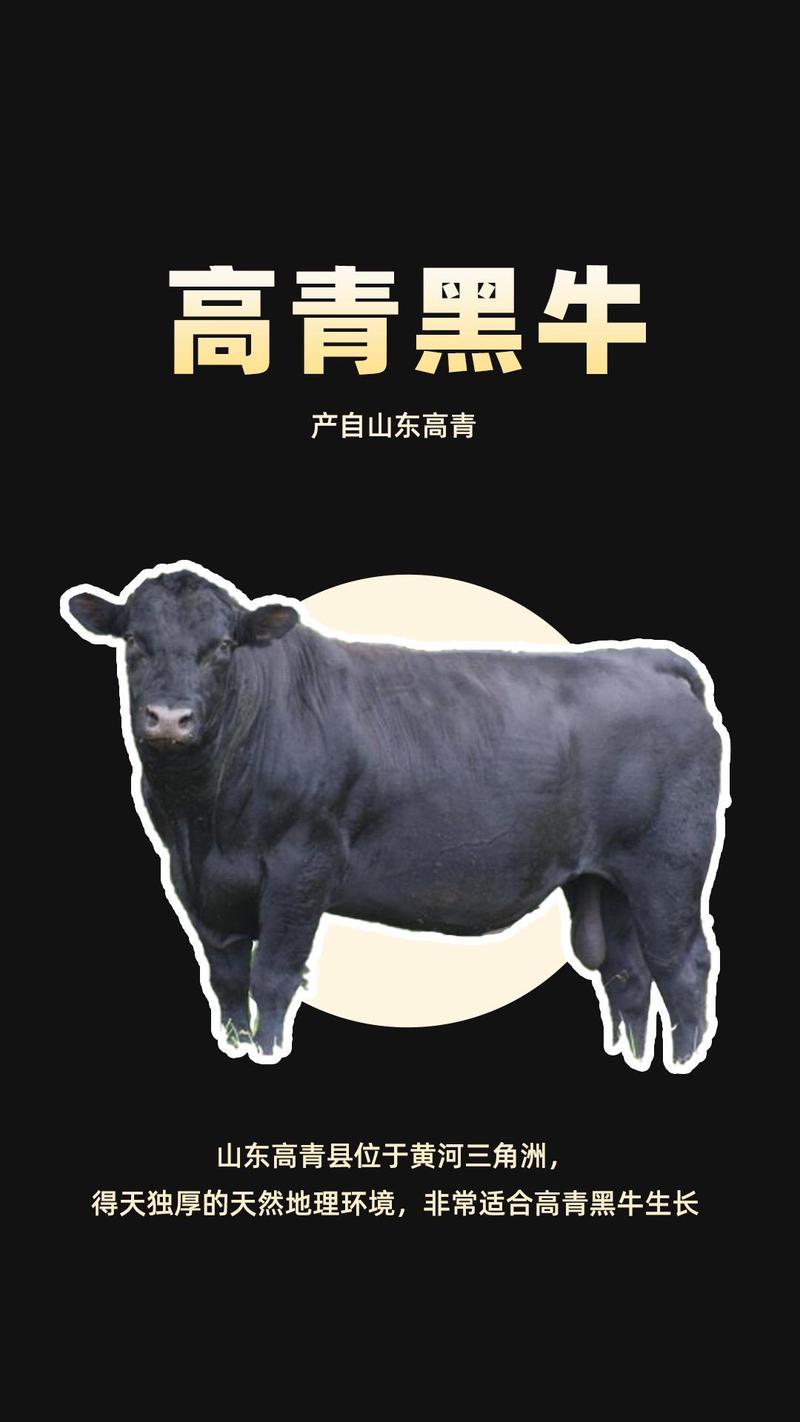 黑色和牛是牛的品种吗?-图2 黑色和牛是牛的品种吗?-图2