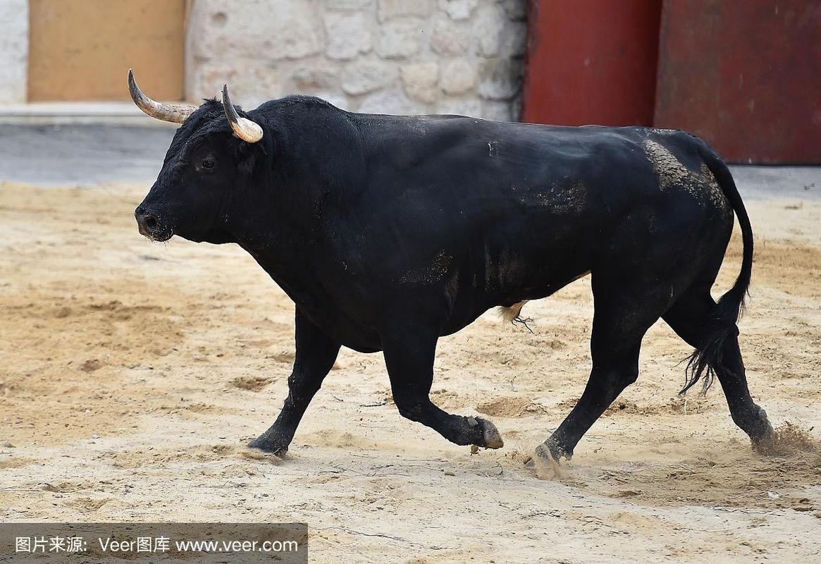 黑色和牛是牛的品种吗?-图3 黑色和牛是牛的品种吗?-图3