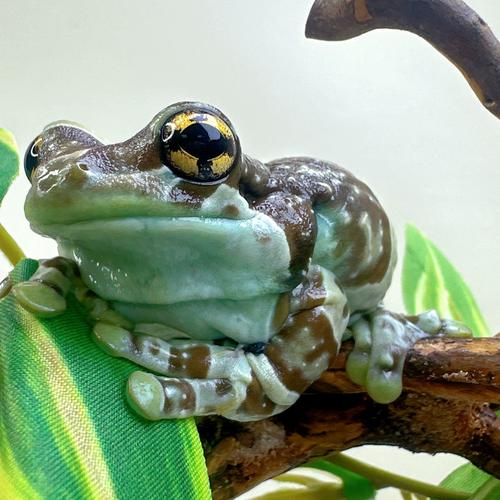 美国青蛙养殖技术视频有哪些要点?-图2 美国青蛙养殖技术视频有哪些要点?-图2