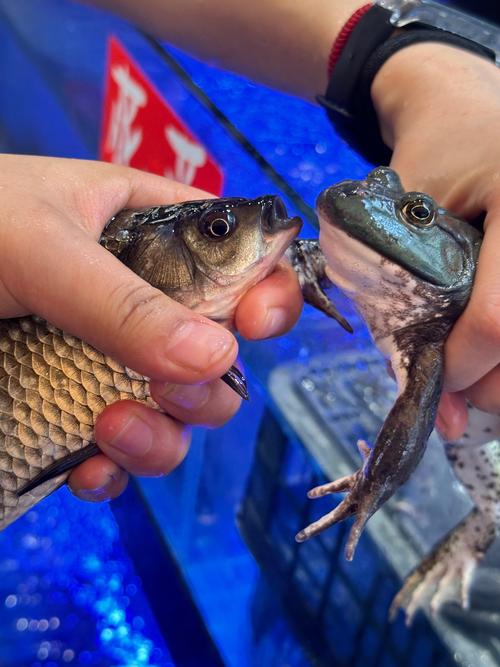 美国青蛙养殖技术视频有哪些要点?-图3 美国青蛙养殖技术视频有哪些要点?-图3