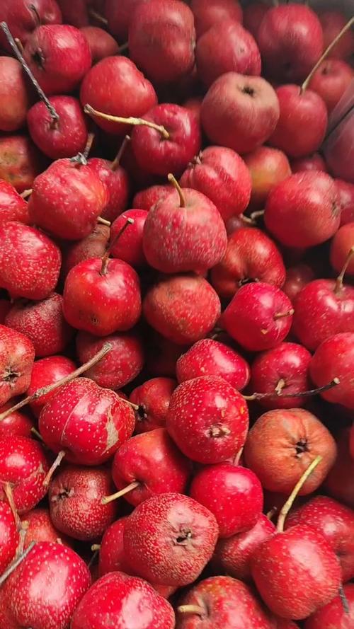 山东山楂有哪些常见品种?-图1 山东山楂有哪些常见品种?-图1