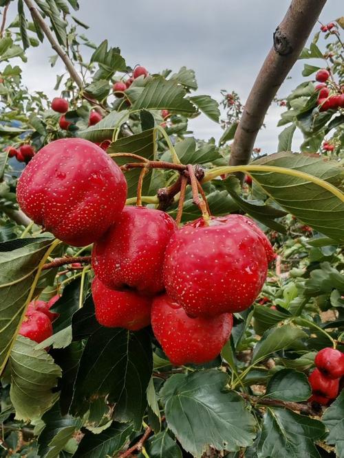 山东山楂有哪些常见品种?-图2 山东山楂有哪些常见品种?-图2