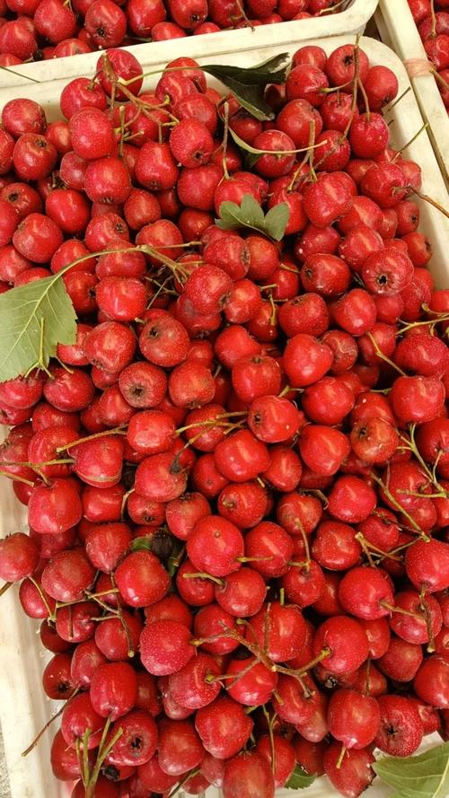 山东山楂有哪些常见品种?-图3 山东山楂有哪些常见品种?-图3