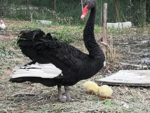 黑色幼鹅是什么品种-图1 黑色幼鹅是什么品种-图1