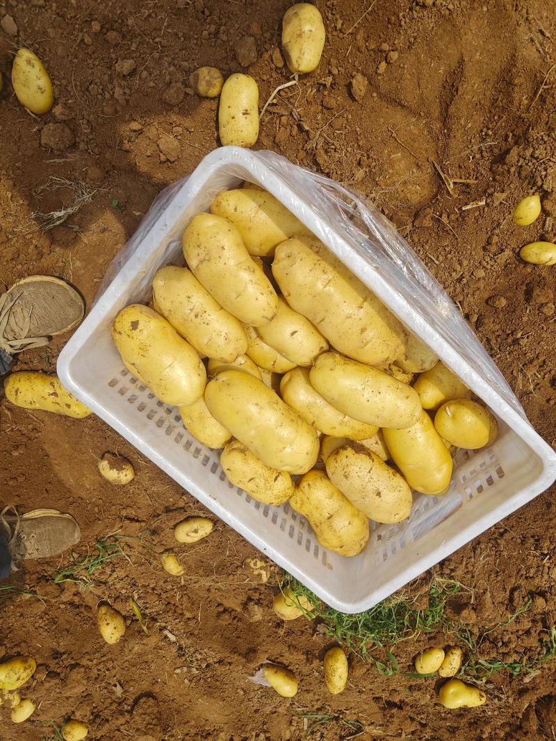 2025年马铃薯价格会涨还是跌?-图1 2025年马铃薯价格会涨还是跌?-图1