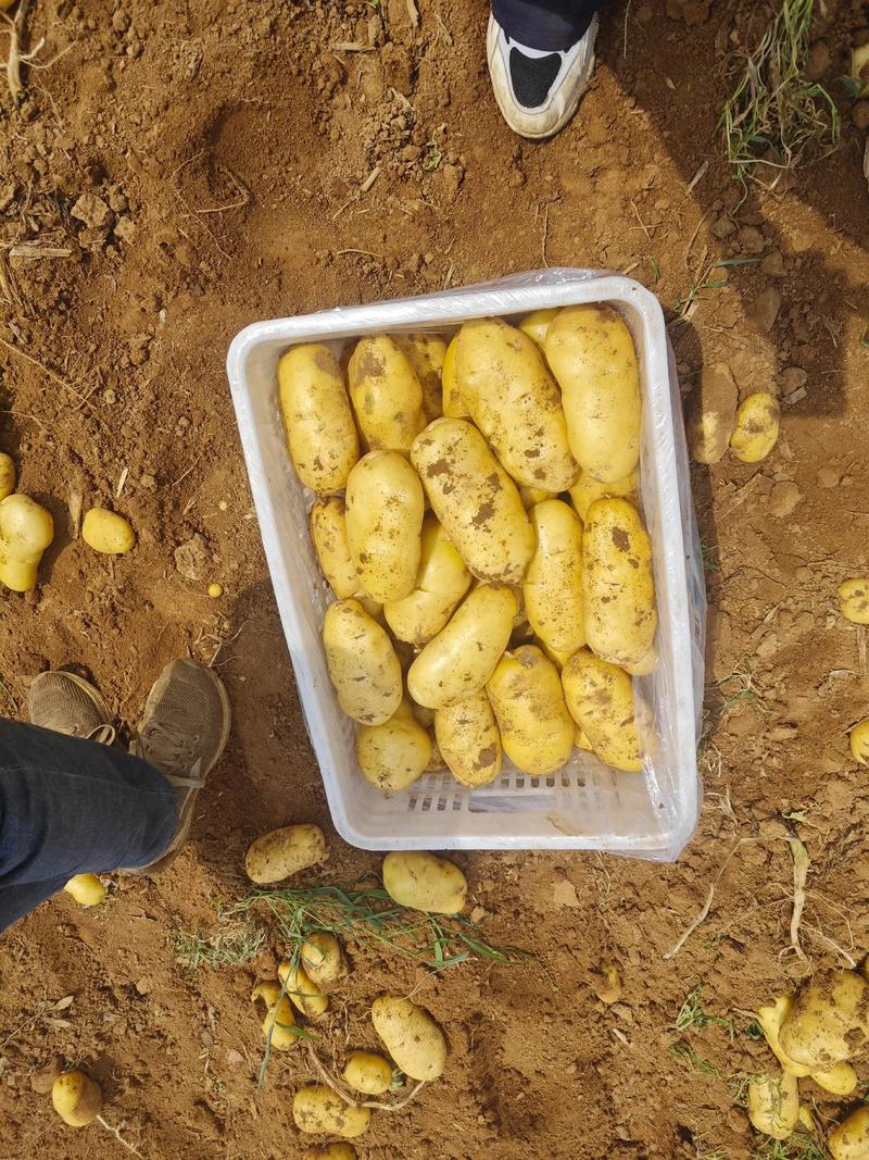 2025年马铃薯价格会涨还是跌?-图2 2025年马铃薯价格会涨还是跌?-图2