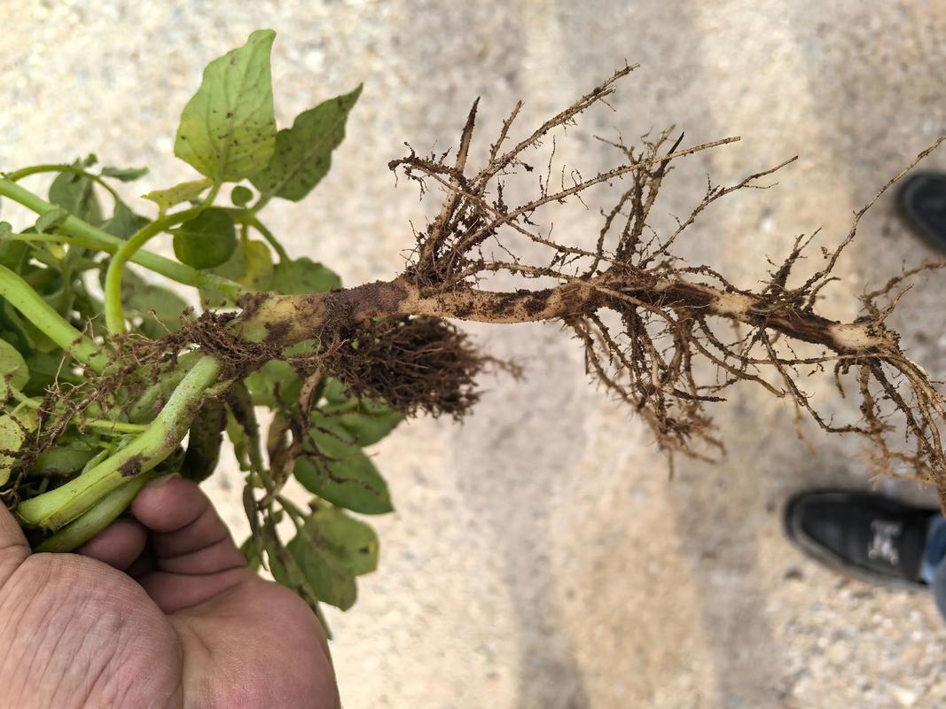 2025年马铃薯价格会涨还是跌?-图3 2025年马铃薯价格会涨还是跌?-图3