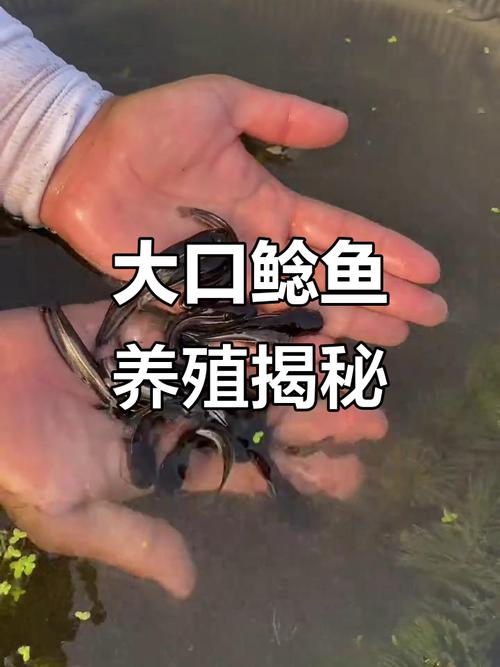 大口鲶鱼养殖技术视频怎么学?-图1 大口鲶鱼养殖技术视频怎么学?-图1