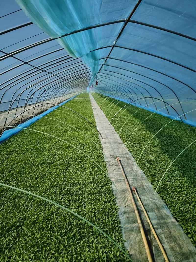 早春大棚青椒如何高产种植?-图2 早春大棚青椒如何高产种植?-图2