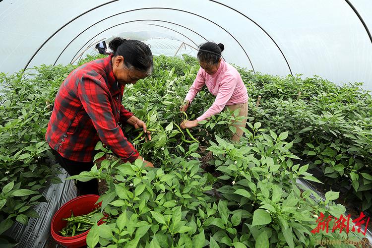 早春大棚青椒如何高产种植?-图1 早春大棚青椒如何高产种植?-图1