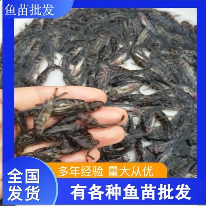 2025鱼苗价格多少？不同鱼种差多少？-图3