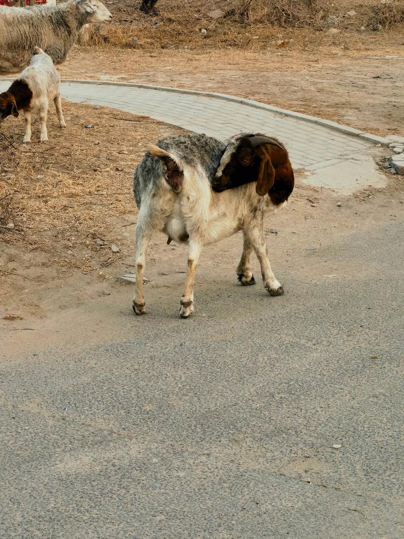 波尔山羊养殖技术要点有哪些？-图2