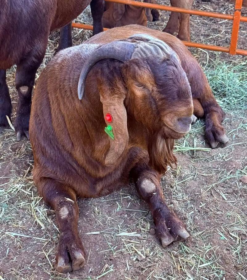 波尔山羊养殖技术要点有哪些？-图1