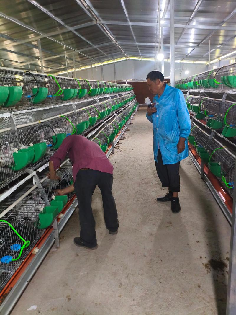 野兔养殖视频直播，新手能学会吗？-图1