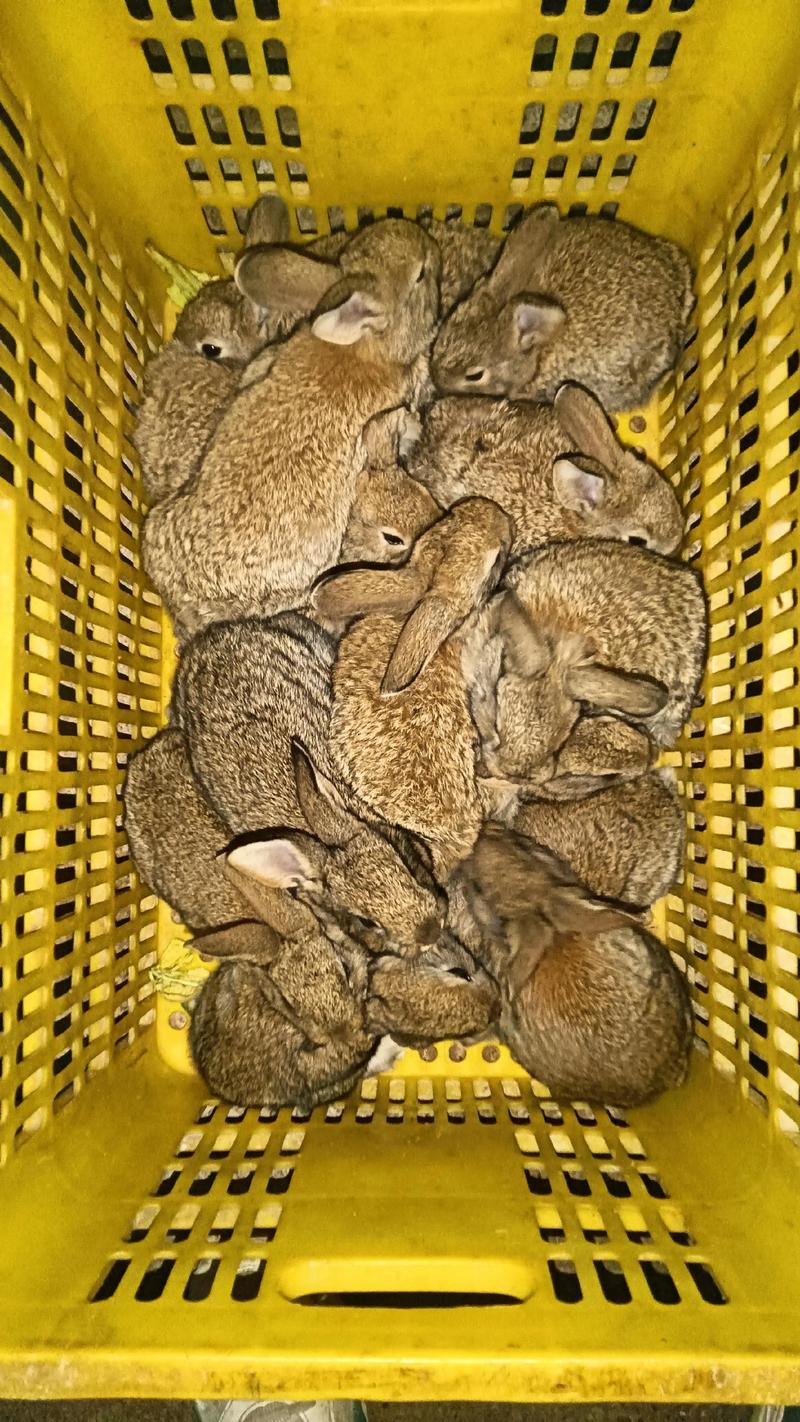 野兔养殖视频直播，新手能学会吗？-图3