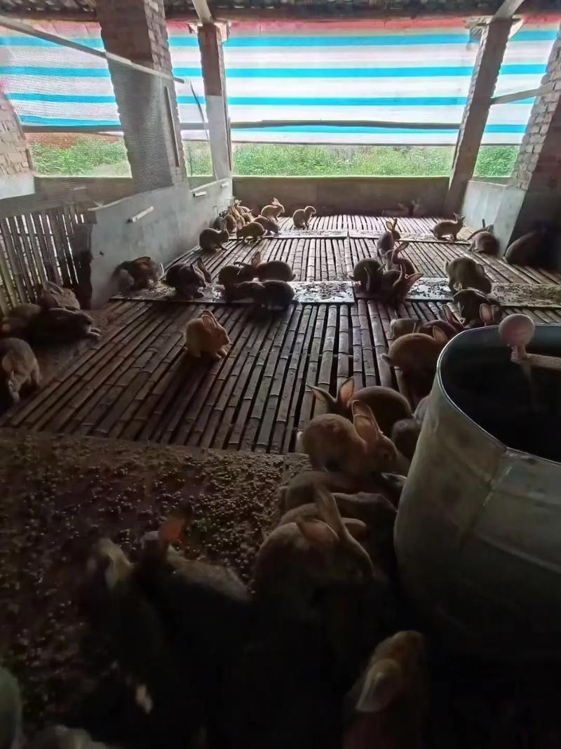 野兔养殖视频直播，新手能学会吗？-图2