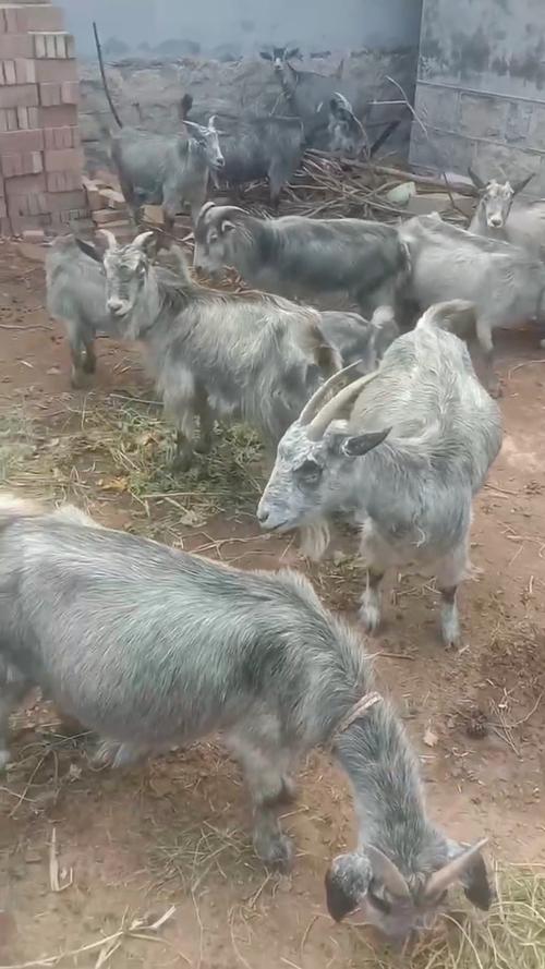农村养羊选什么品种好?-图2 农村养羊选什么品种好?-图2