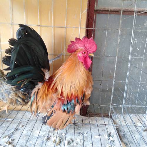 常见小型鸡品种有哪些?-图1 常见小型鸡品种有哪些?-图1