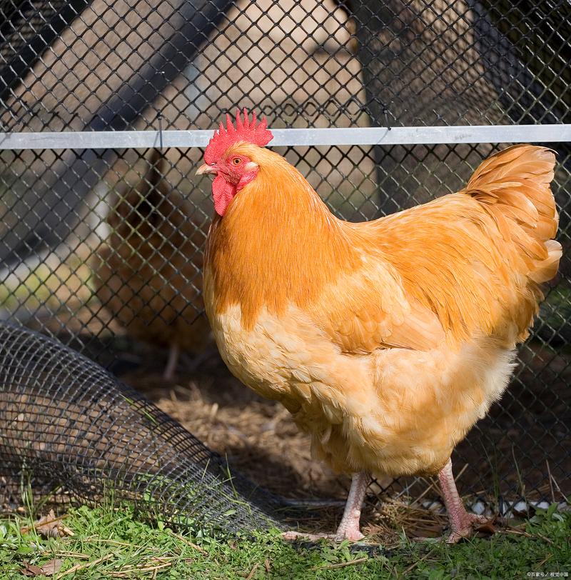 常见小型鸡品种有哪些？-图2