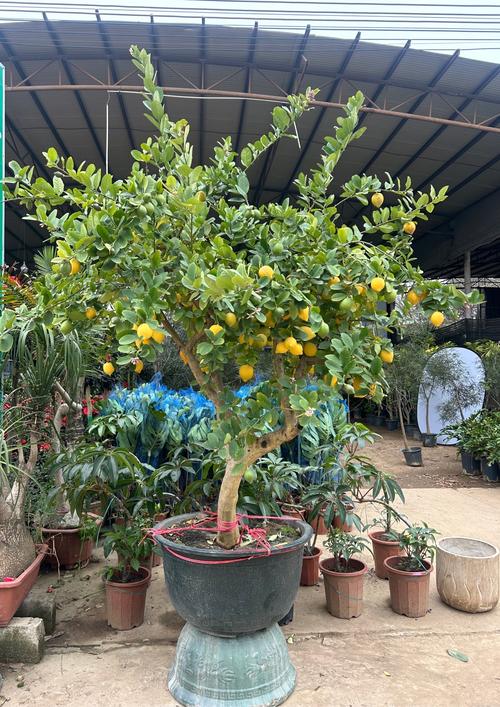柠檬树品种有哪些？-图1