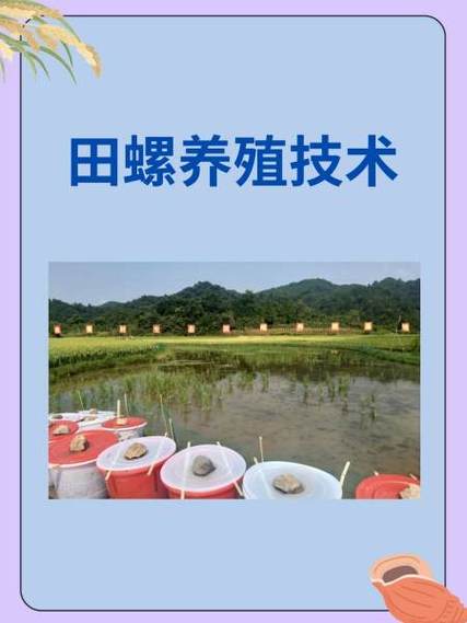 田螺人工养殖技术视频怎么学？-图1