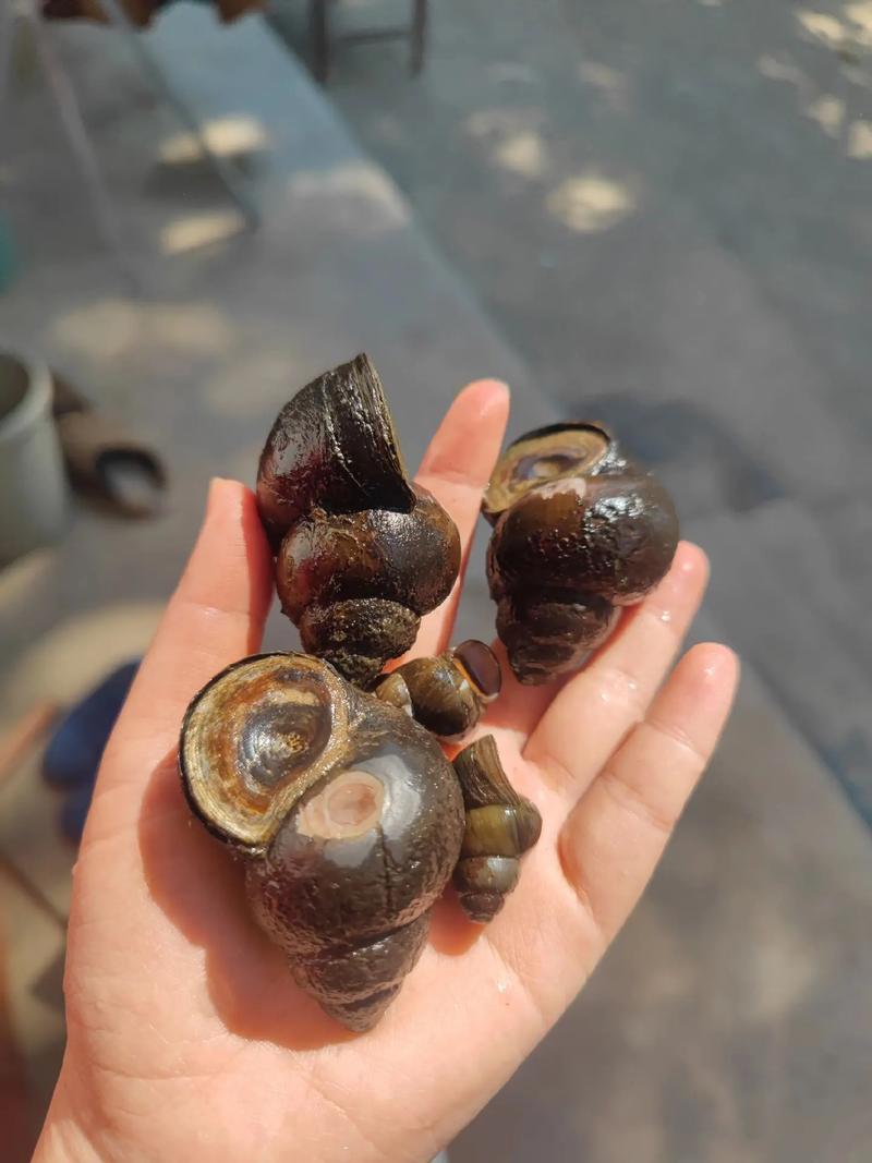 田螺人工养殖技术视频怎么学？-图2