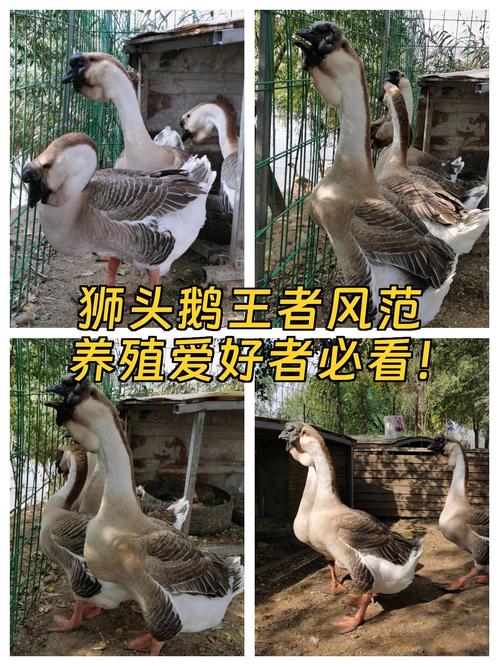 哪种放养肉鹅品种好？-图1