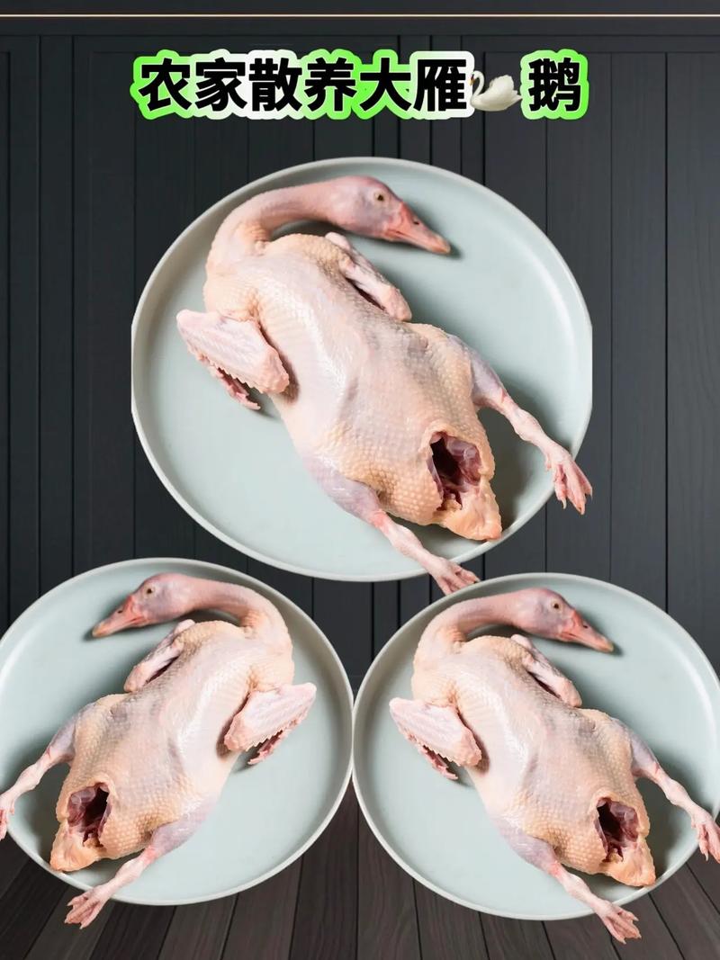 哪种放养肉鹅品种好？-图3