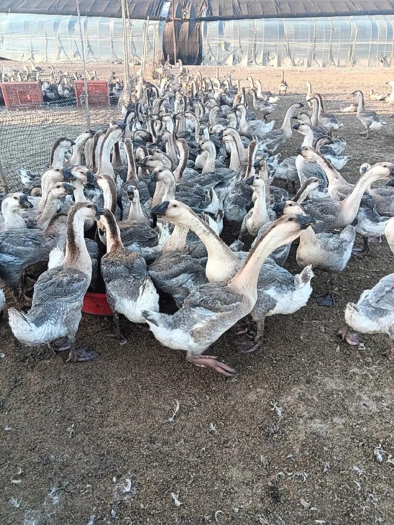 哪种肉鹅品种最好?-图1 哪种肉鹅品种最好?-图1