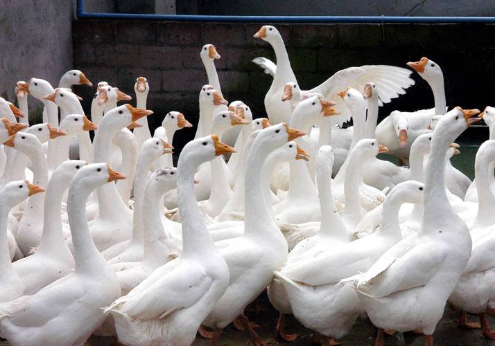 哪种肉鹅品种最好?-图3 哪种肉鹅品种最好?-图3