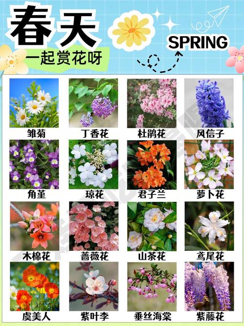 常见花卉品种有哪些?附图片解析。-图1 常见花卉品种有哪些?附图片解析。-图1