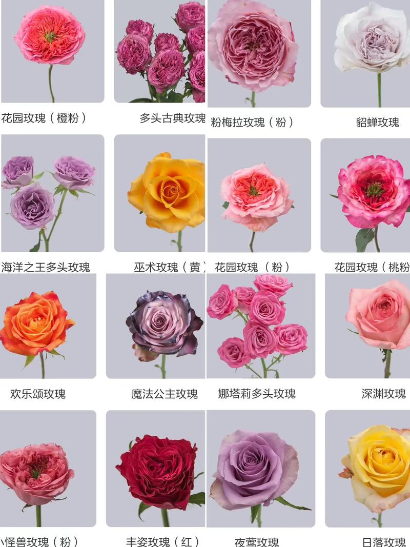 常见花卉品种有哪些?附图片解析。-图2 常见花卉品种有哪些?附图片解析。-图2