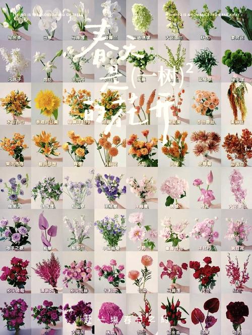 常见花卉品种有哪些?附图片解析。-图3 常见花卉品种有哪些?附图片解析。-图3