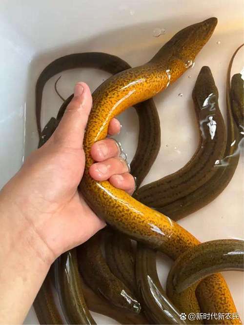 稻田如何高效混养黄鳝泥鳅？-图1