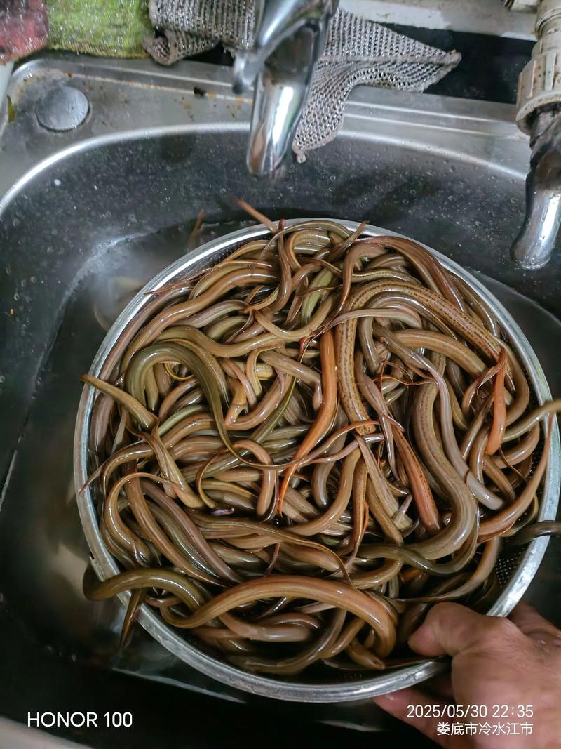 稻田如何高效混养黄鳝泥鳅？-图2