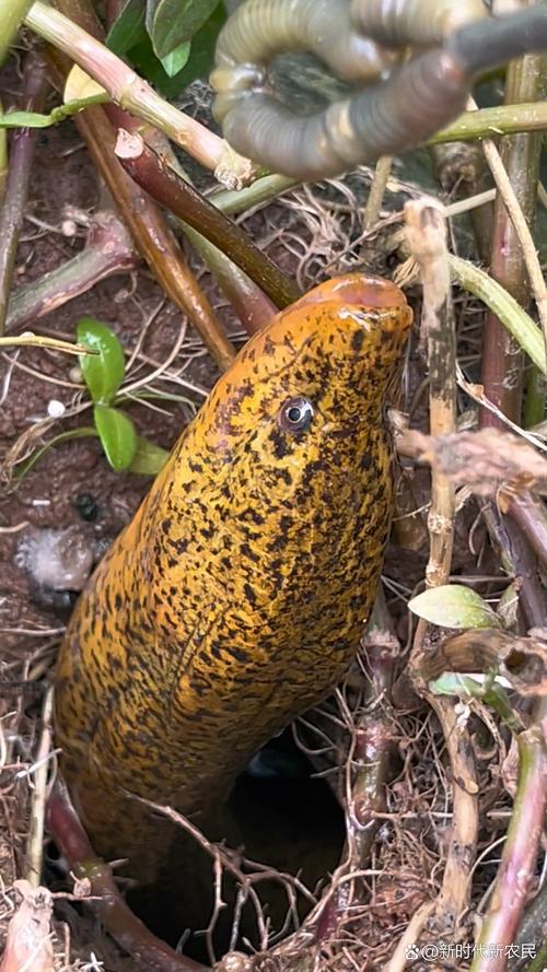 稻田如何高效混养黄鳝泥鳅？-图3