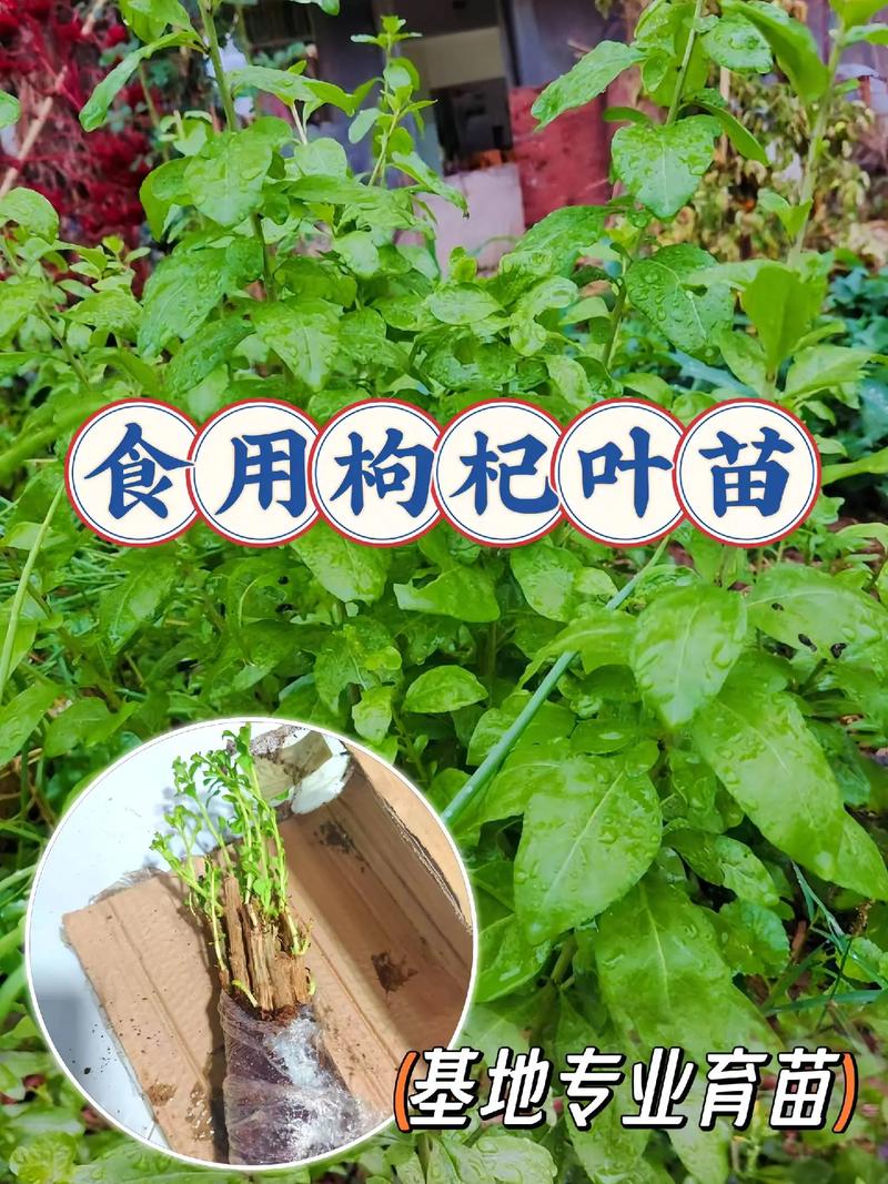 枸杞苗木怎么种？视频教你技术要点。-图2