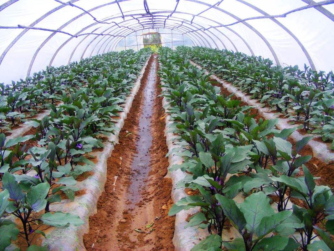 大棚茄子种植技术视频有哪些要点？-图1